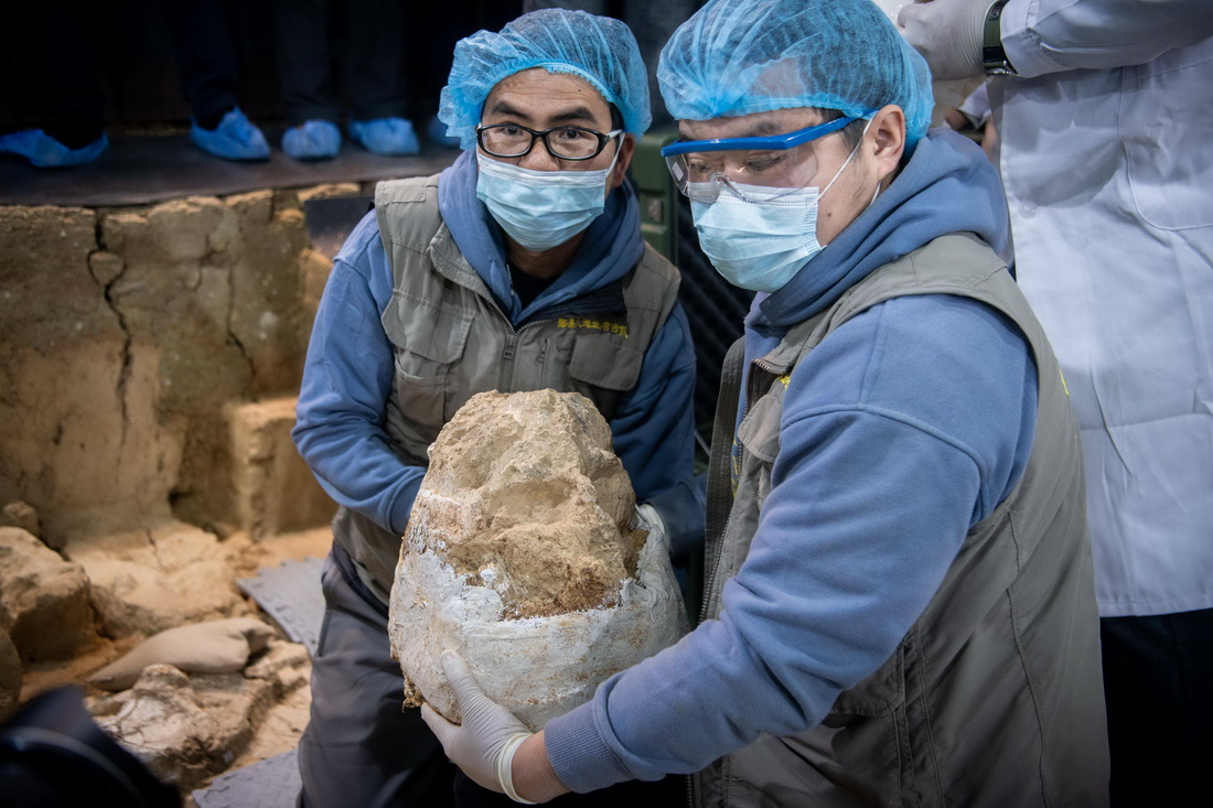 12月3日，考古隊員展示提取離土的頭骨化石。新華社記者 伍志尊 攝