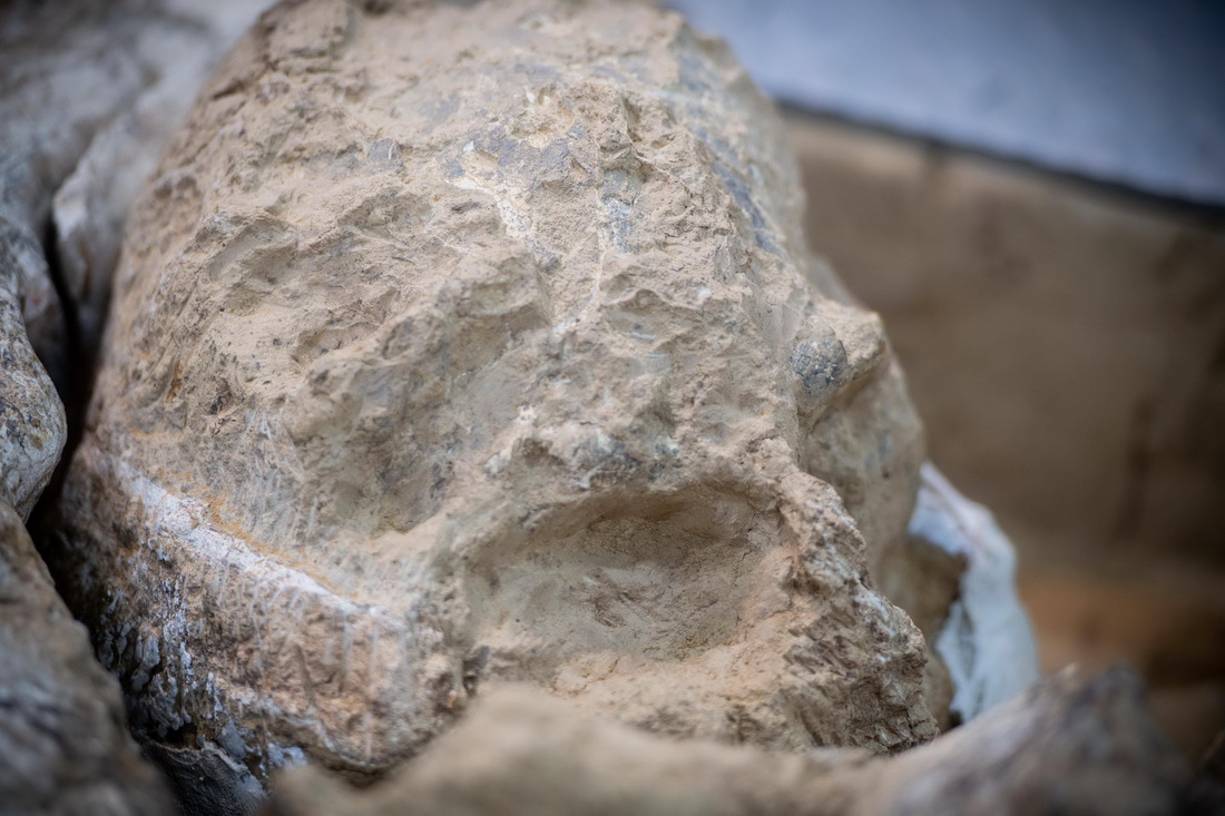 12月3日拍攝的“鄖縣人”3號頭骨化石。新華社記者 伍志尊 攝