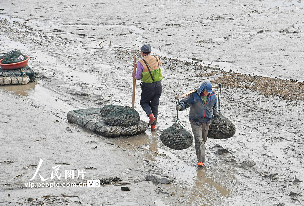 福建泉州：海蛎收获忙