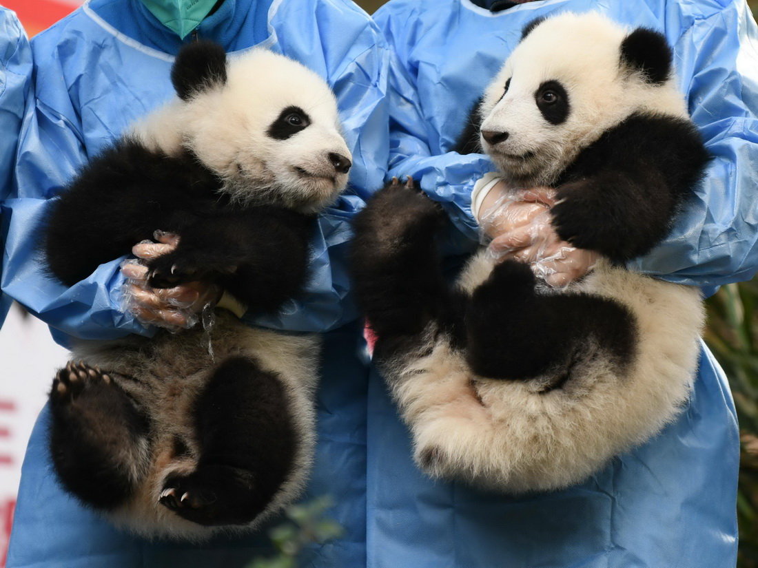 12月29日，成都大熊貓繁育研究基地工作人員抱著大熊貓寶寶亮相新年活動。新華社記者 胥冰潔 攝