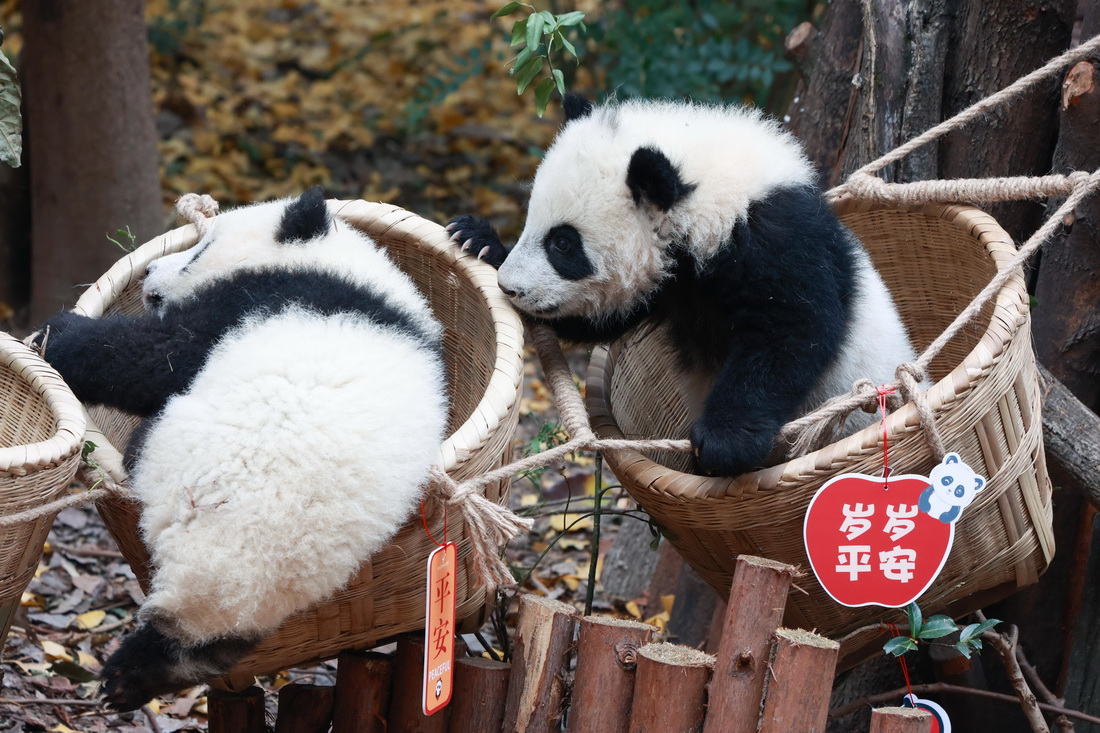 這是12月29日在成都大熊貓繁育研究基地拍攝的大熊貓寶寶。新華社發（陳居偉 攝）