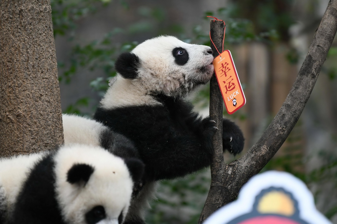 這是12月29日在成都大熊貓繁育研究基地拍攝的大熊貓寶寶。新華社記者 胥冰潔 攝
