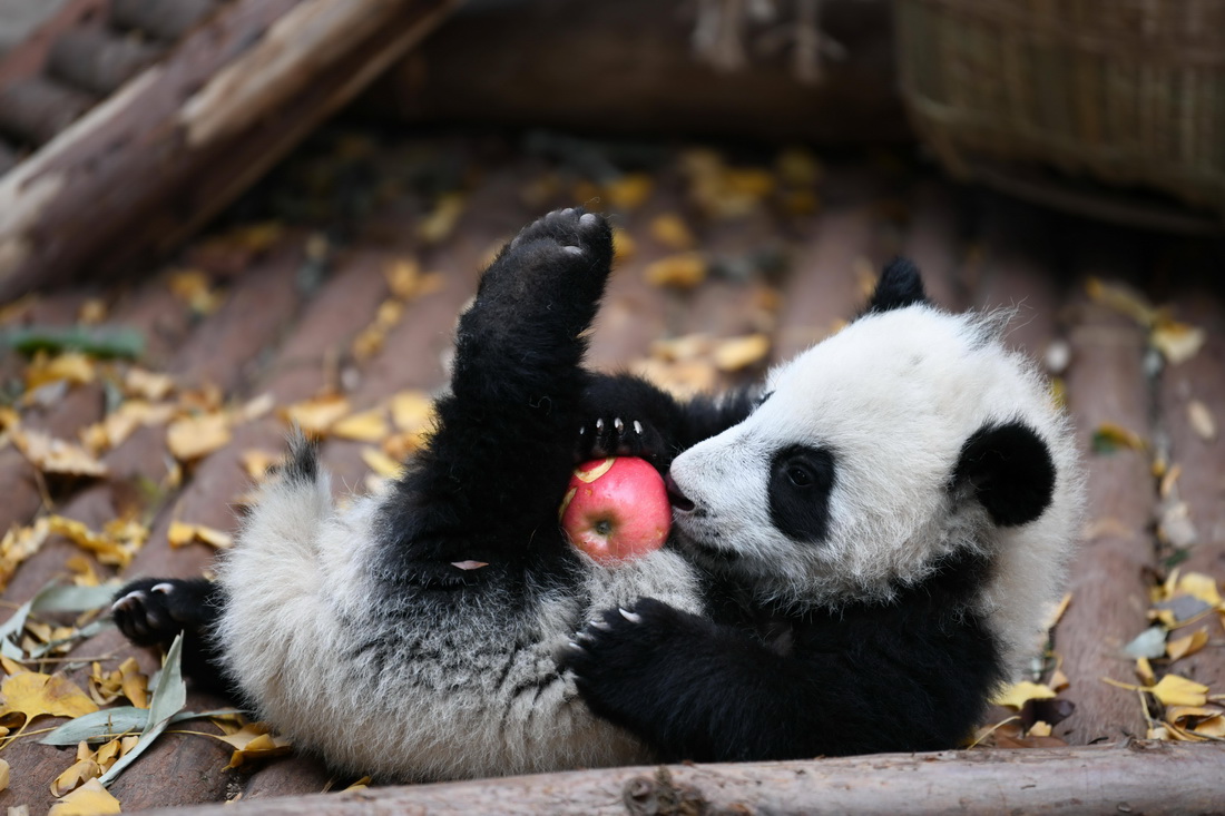 12月29日，在成都大熊貓繁育研究基地，大熊貓寶寶在吃蘋果。新華社記者 胥冰潔 攝