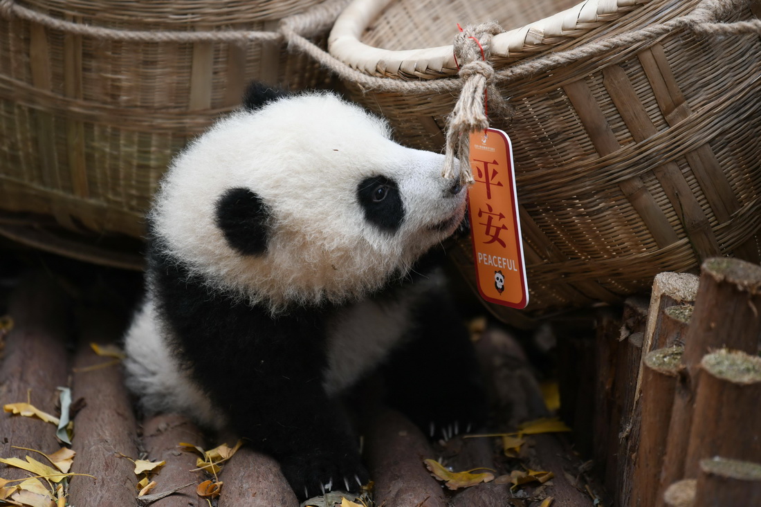 這是12月29日在成都大熊貓繁育研究基地拍攝的大熊貓寶寶。新華社記者 胥冰潔 攝