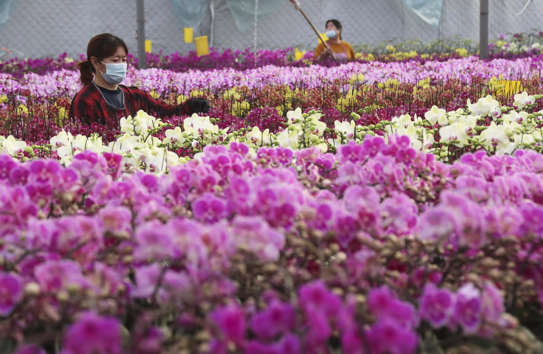 1月4日，工人在河北省張家口經濟開發區流平寺村蝴蝶蘭基地管護蝴蝶蘭花。
