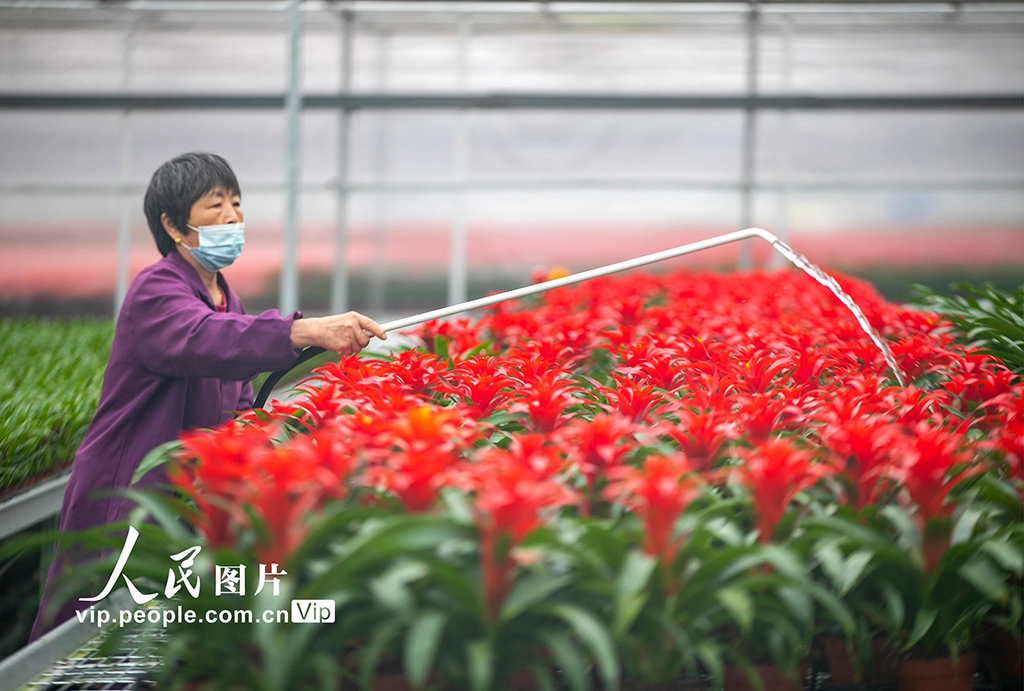 2023年1月5日，工人在江苏省泰州市现代园艺科技产业示范园花卉生产基地5G智能电气化温室科技大棚内给花卉浇水。