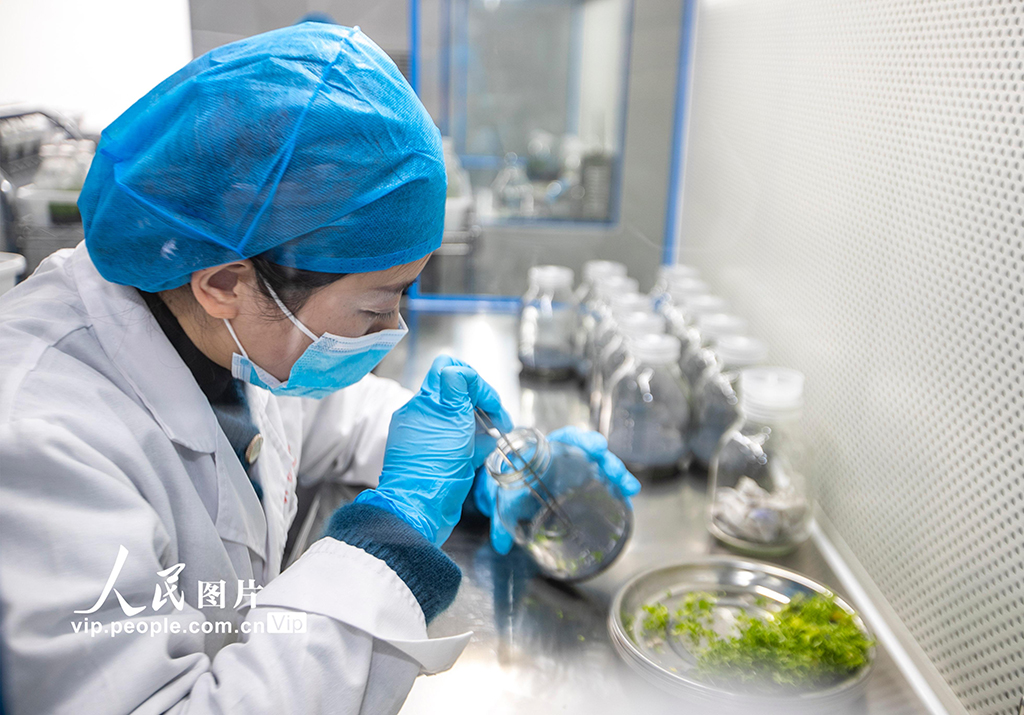 2023年1月5日，技术人员在江苏省泰州市现代园艺科技产业示范园花卉生产基地组培中心进行花卉幼苗接种。