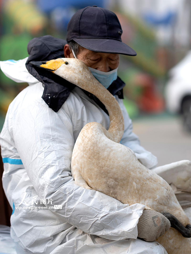 河南三門峽：50隻白天鵝獲得“身份証”【4】