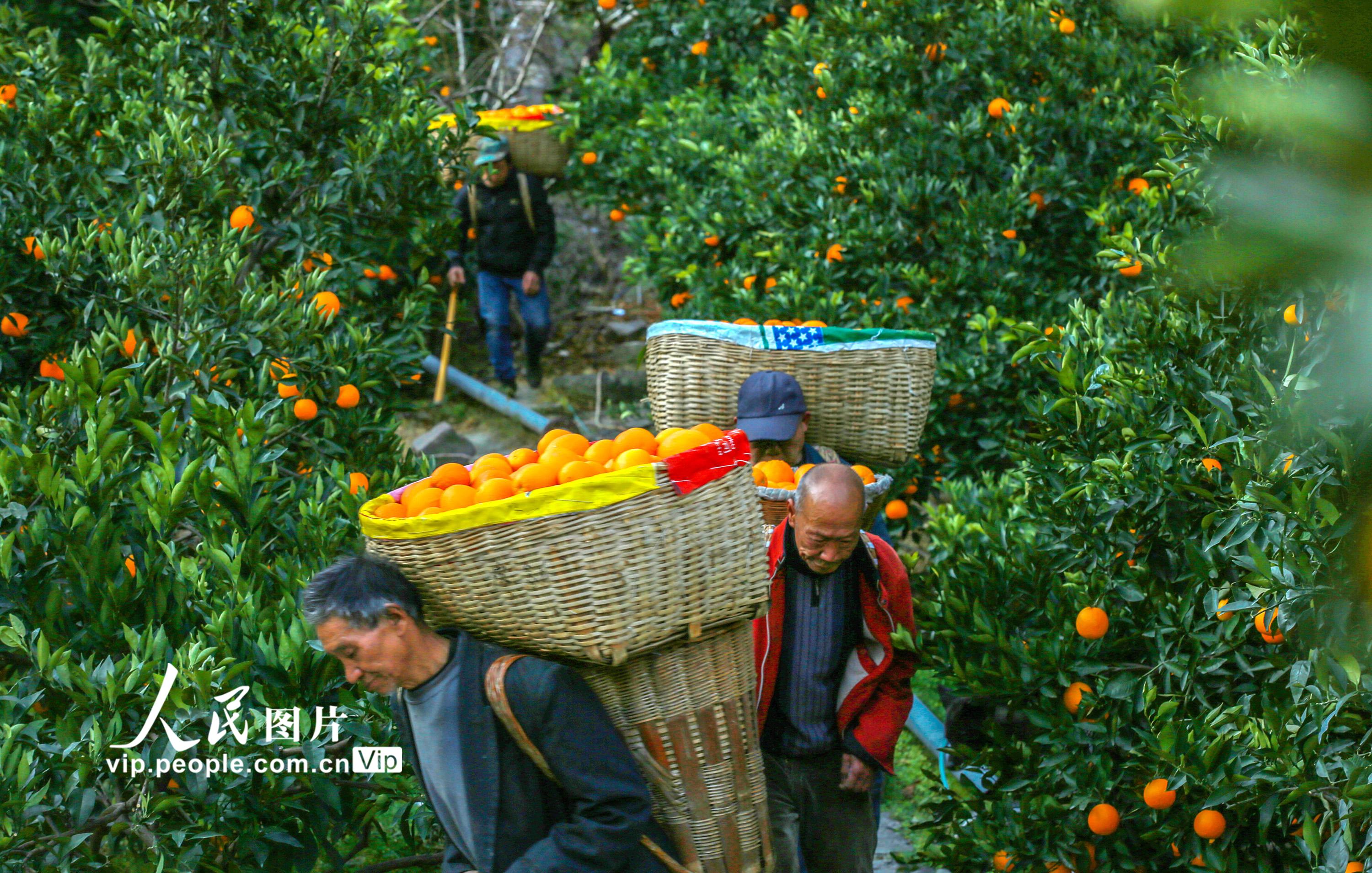 2023年1月8日，果农在湖北省宜昌市秭归县屈原镇西陵峡村一橙园采收鲜橙。