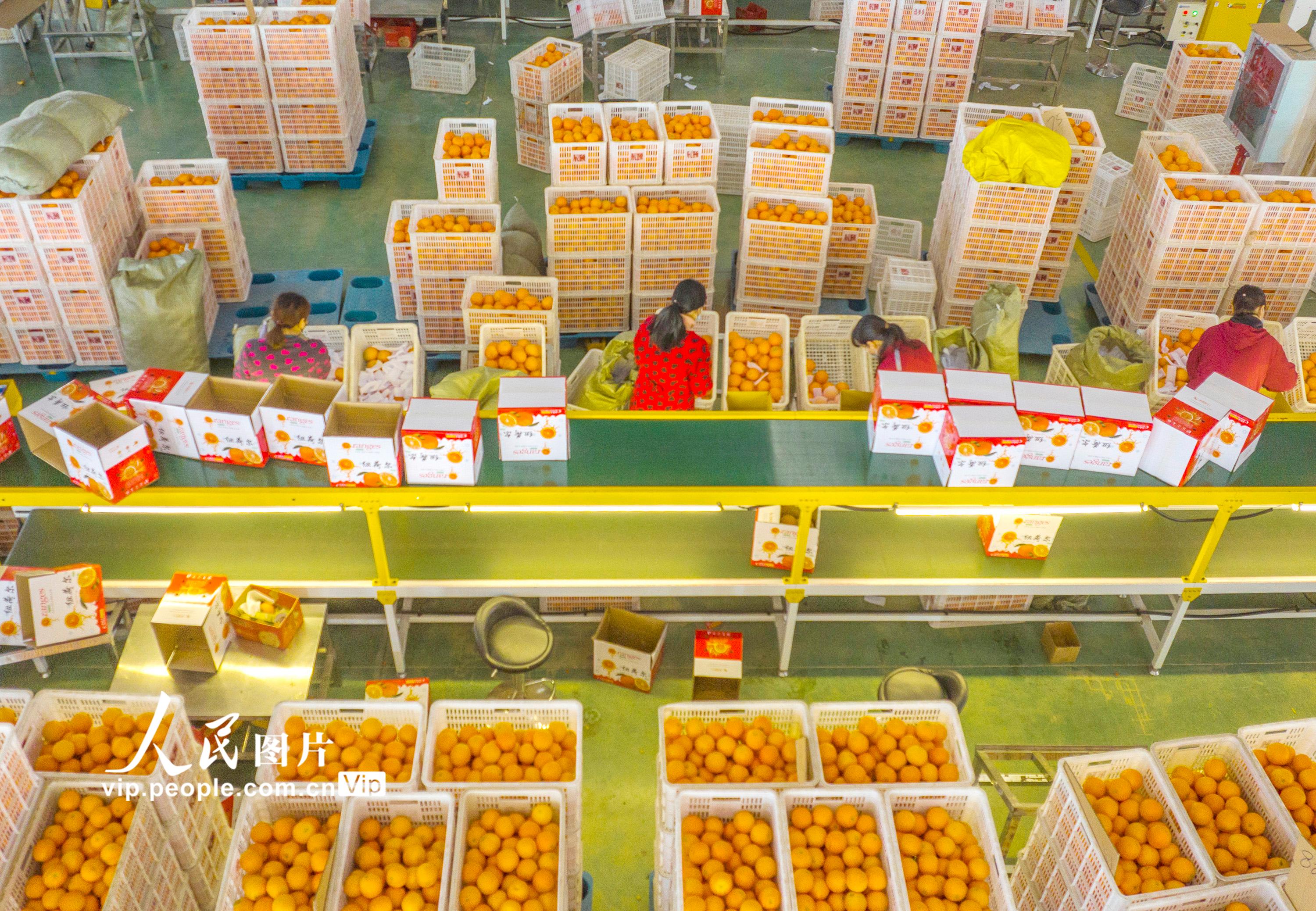2023年1月8日，工人在湖北省宜昌市秭归县茅坪镇一电商产业园内分拣包装鲜橙。