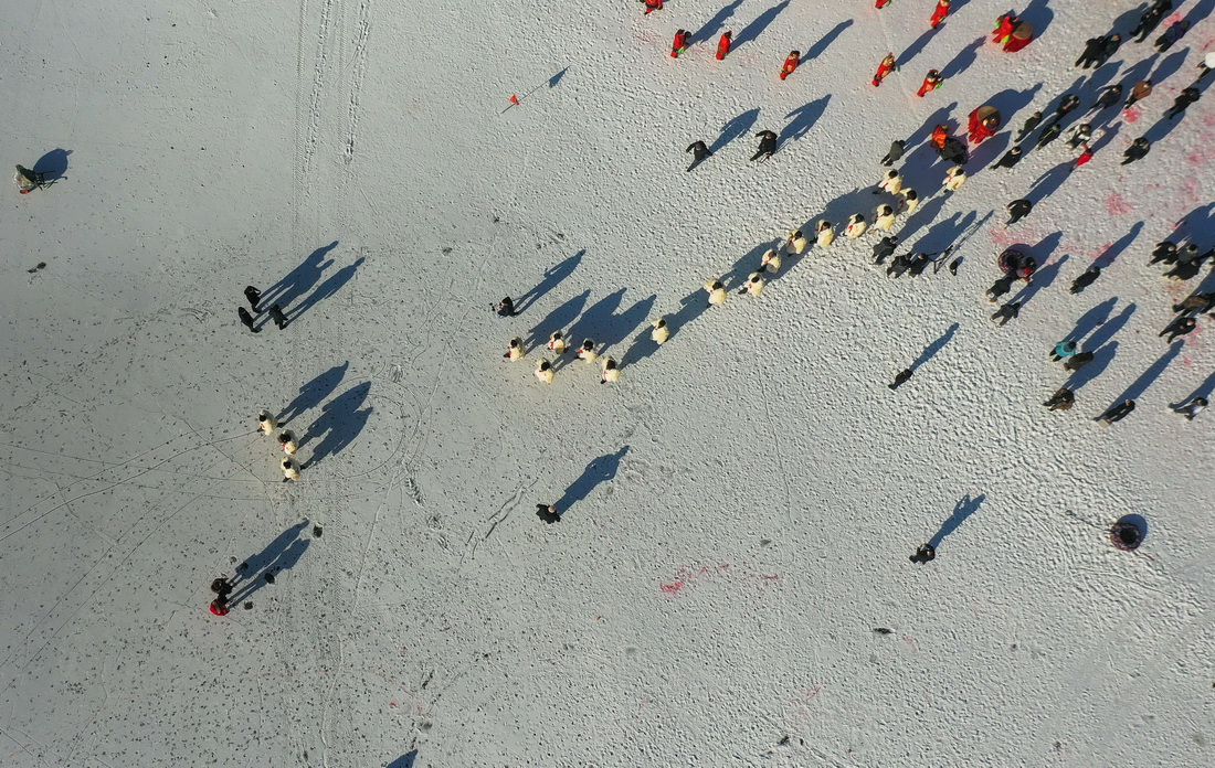 1月9日，在土默特左旗哈素海，身穿白色外套的冬捕人出發捕魚（無人機照片）。