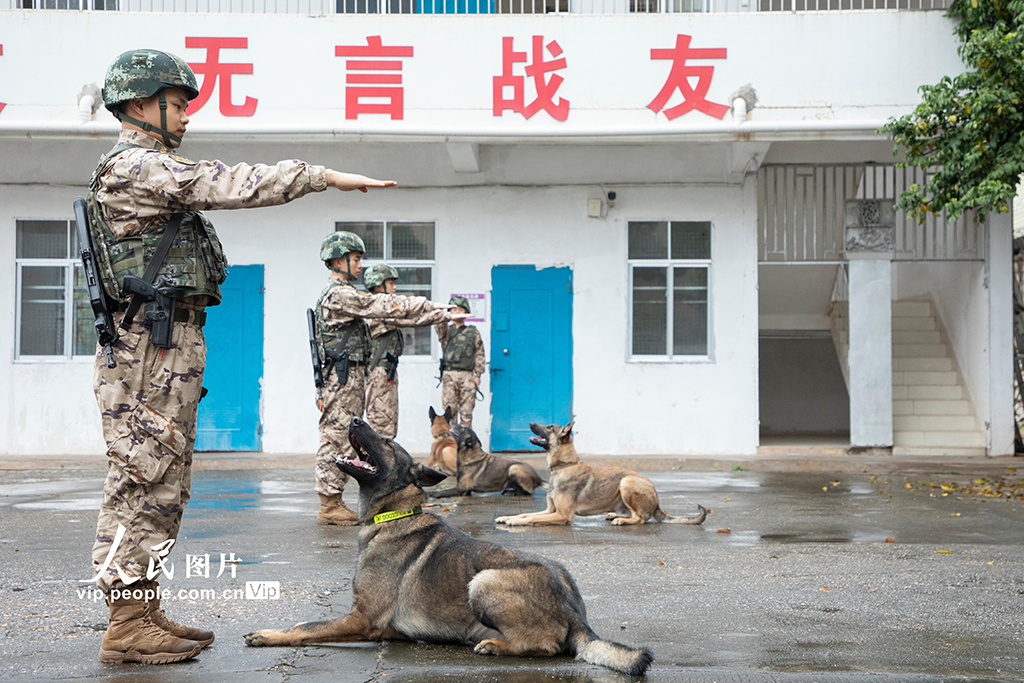 廣西南寧：多課目訓練錘煉軍犬實戰能力