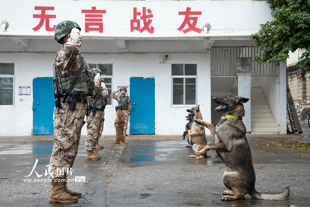 廣西南寧：多課目訓練錘煉軍犬實戰能力【2】