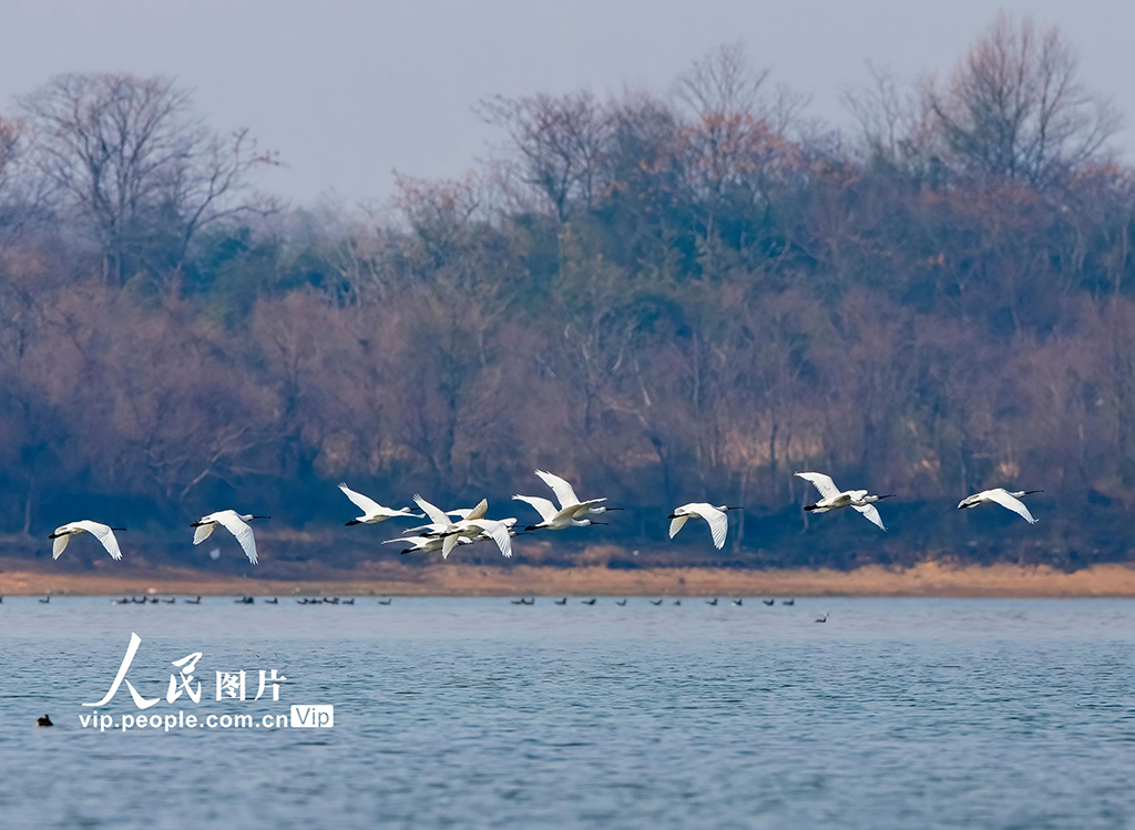 江西湖口：越冬候鸟舞动鄱阳湖【2】
