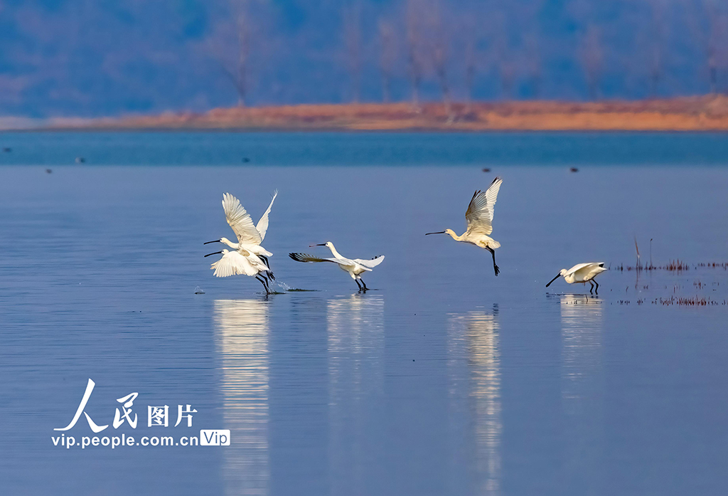 江西湖口：越冬候鸟舞动鄱阳湖【6】