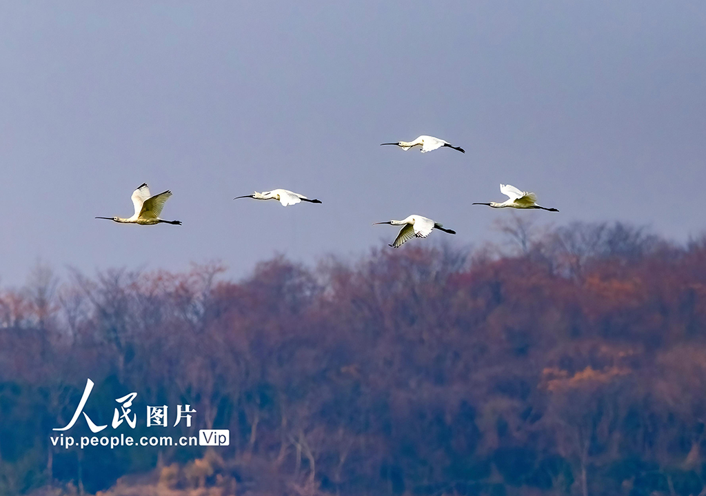 江西湖口：越冬候鸟舞动鄱阳湖【7】