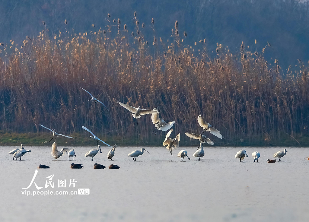 江西湖口：越冬候鸟舞动鄱阳湖【5】