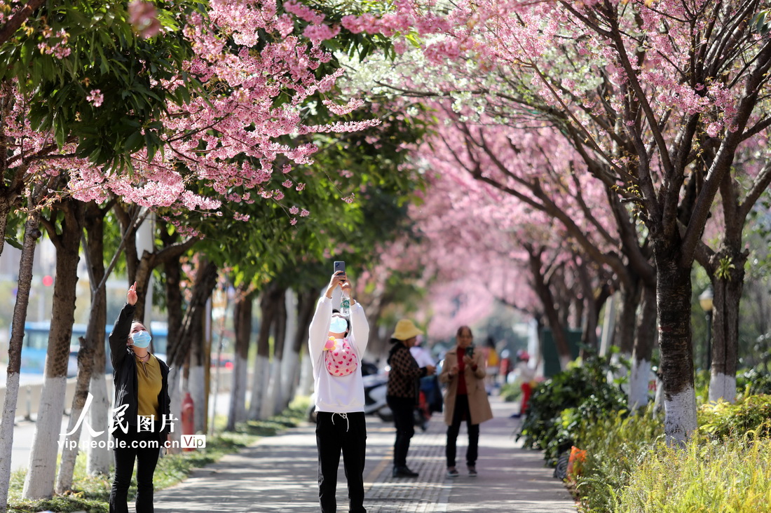 2023年1月23日，云南省红河哈尼族彝族自治州蒙自市文澜公园内樱花盛开，游人们在樱花树下拍照留念。