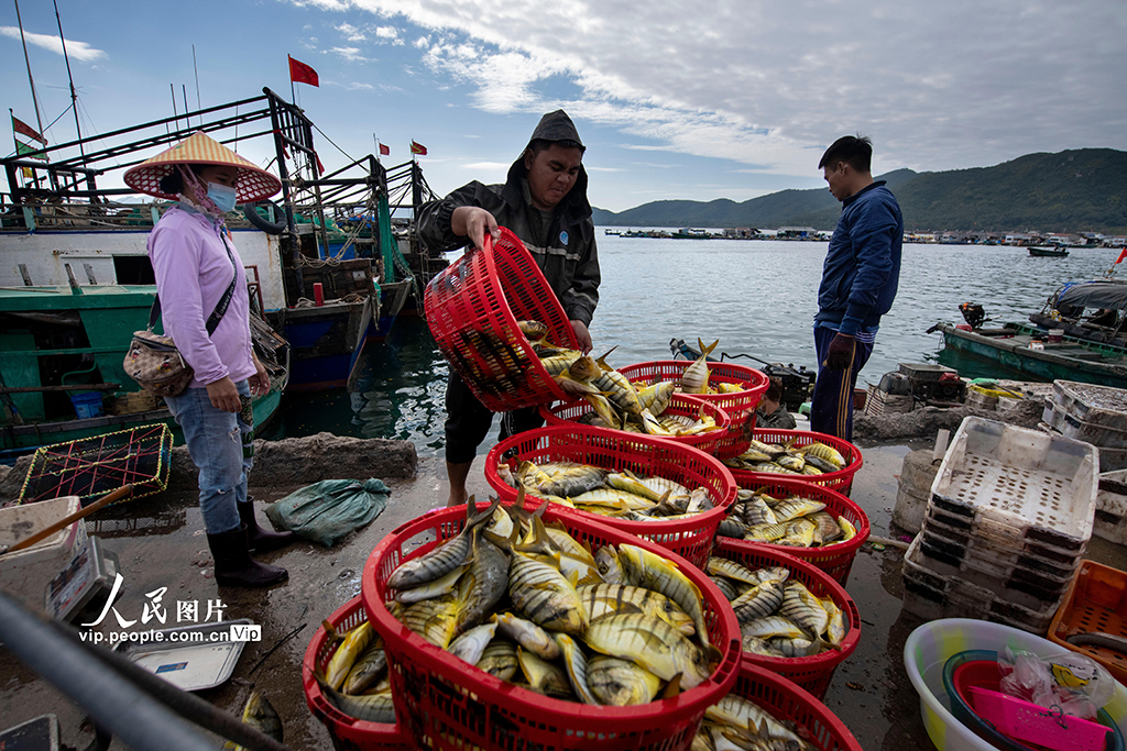 海南陵水：繁忙的新村漁港【10】