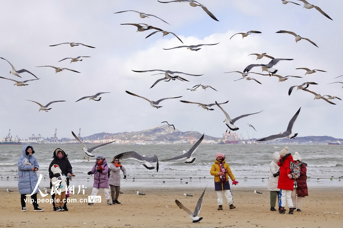 2023年1月27日，游客在山东省烟台市第一海水浴场观赏海鸥。
