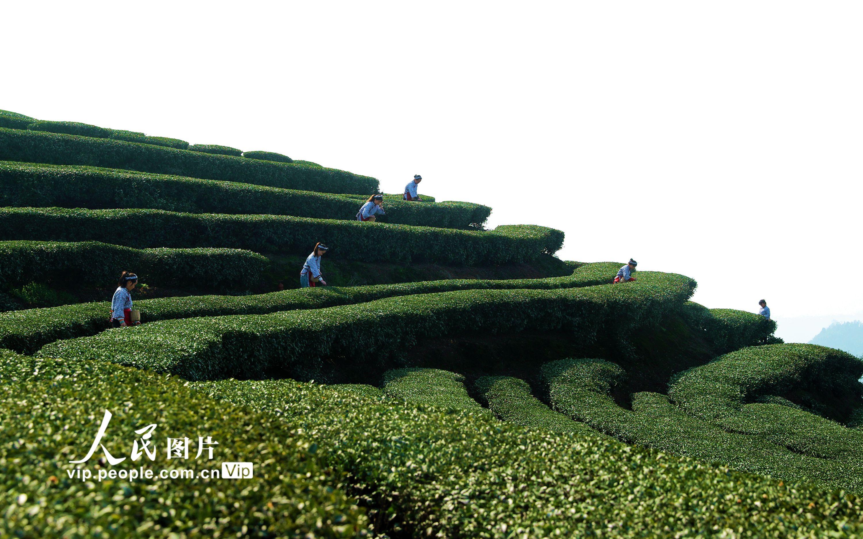 2023年1月29日，茶農在四川省瀘州市納溪區護國鎮梅嶺村長坡茶園採摘春茶。 