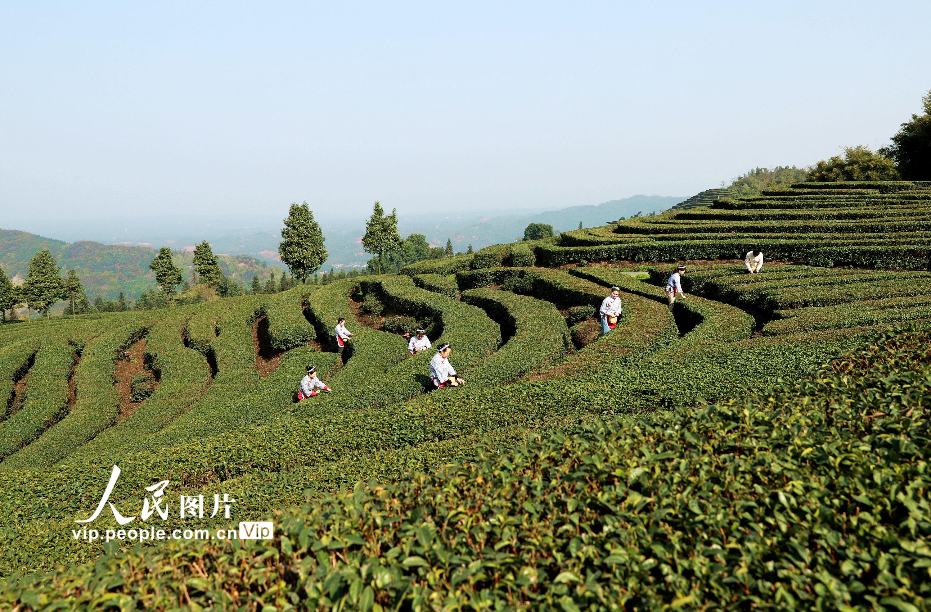2023年1月29日，茶農在四川省瀘州市納溪區護國鎮梅嶺村長坡茶園採摘春茶。 