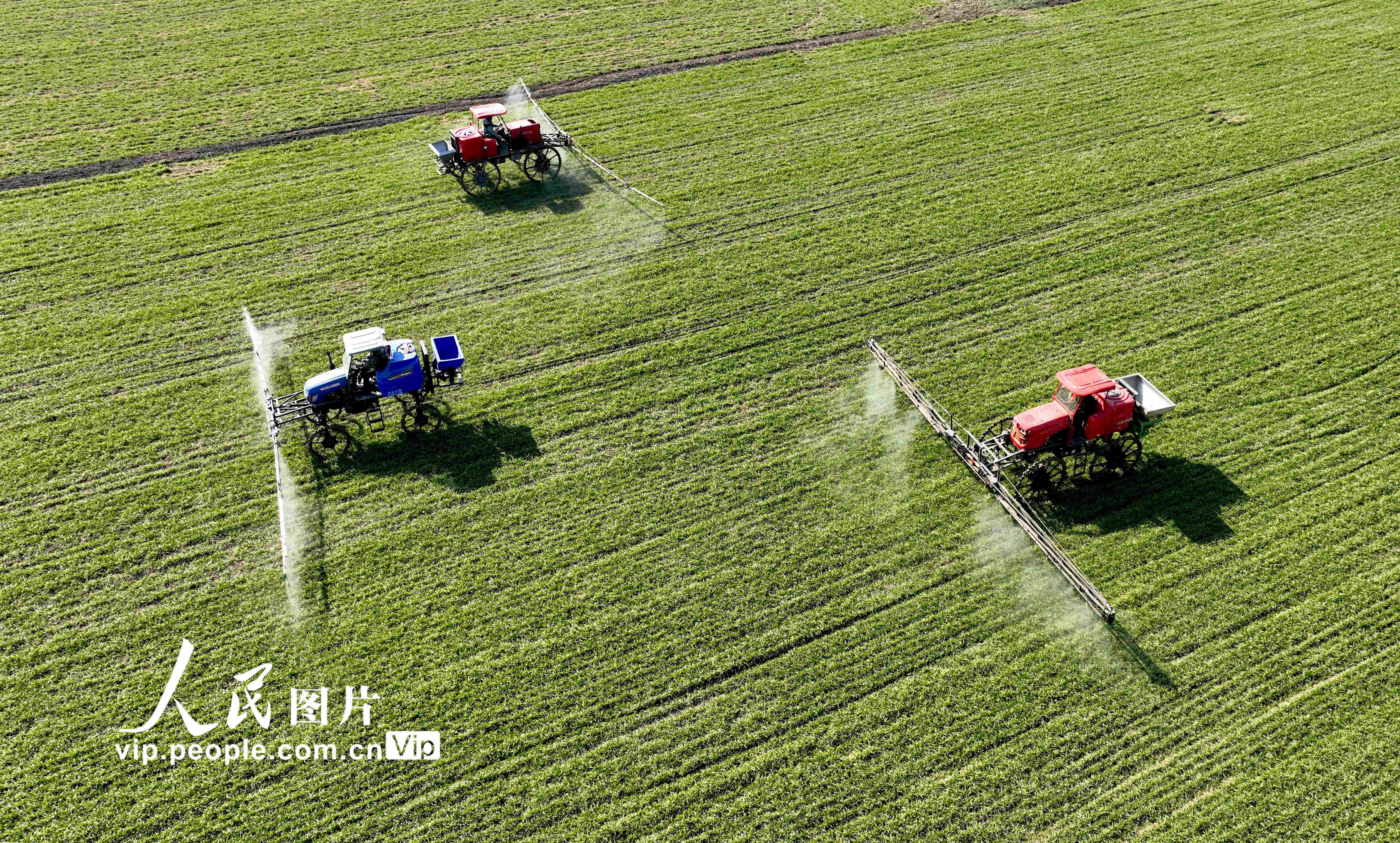 2023年1月30日，在安徽省亳州市利辛县纪王场乡村和谐社区麦田，农民驾驶自走式高杆喷雾机对小麦进行喷药作业。