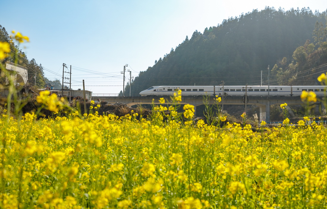 1月30日，动车组列车从贵州省黎平县的油菜花田旁驶过。新华社发（粟勇主 摄）