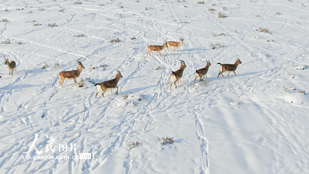 新疆呼圖壁：成群黃羊雪中覓食【4】