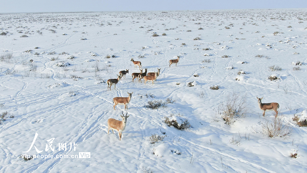 新疆呼圖壁：成群黃羊雪中覓食【2】