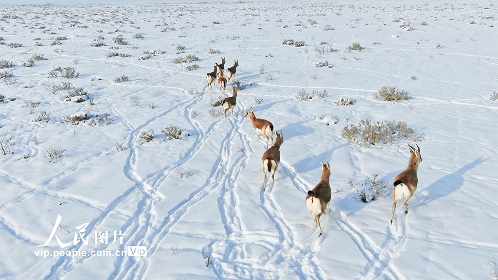新疆呼圖壁：成群黃羊雪中覓食