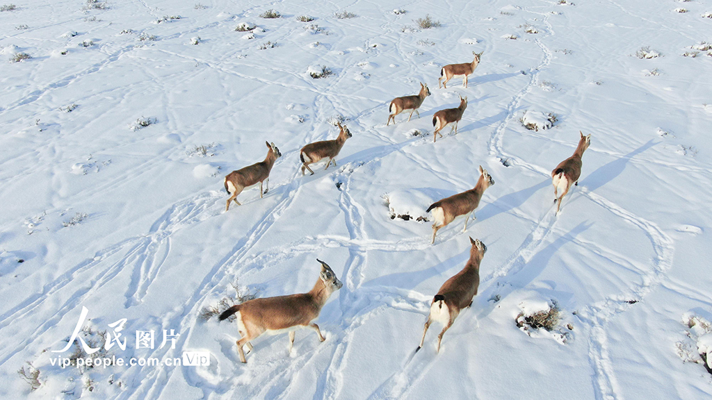 新疆呼圖壁：成群黃羊雪中覓食【3】
