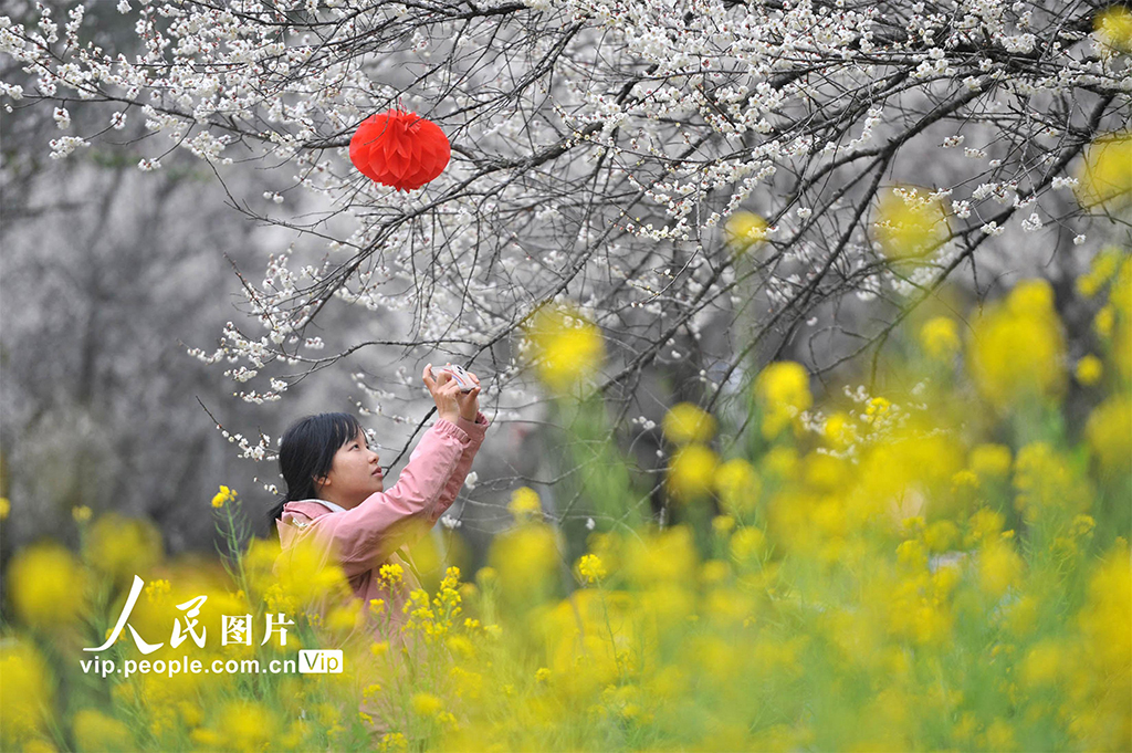 贵州荔波：两万亩野生梅花迎春盛开