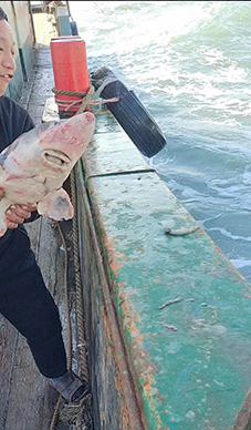 浙江龙港渔民意外捕获野生中华鲟，第一时间放归大海。陈伟摄