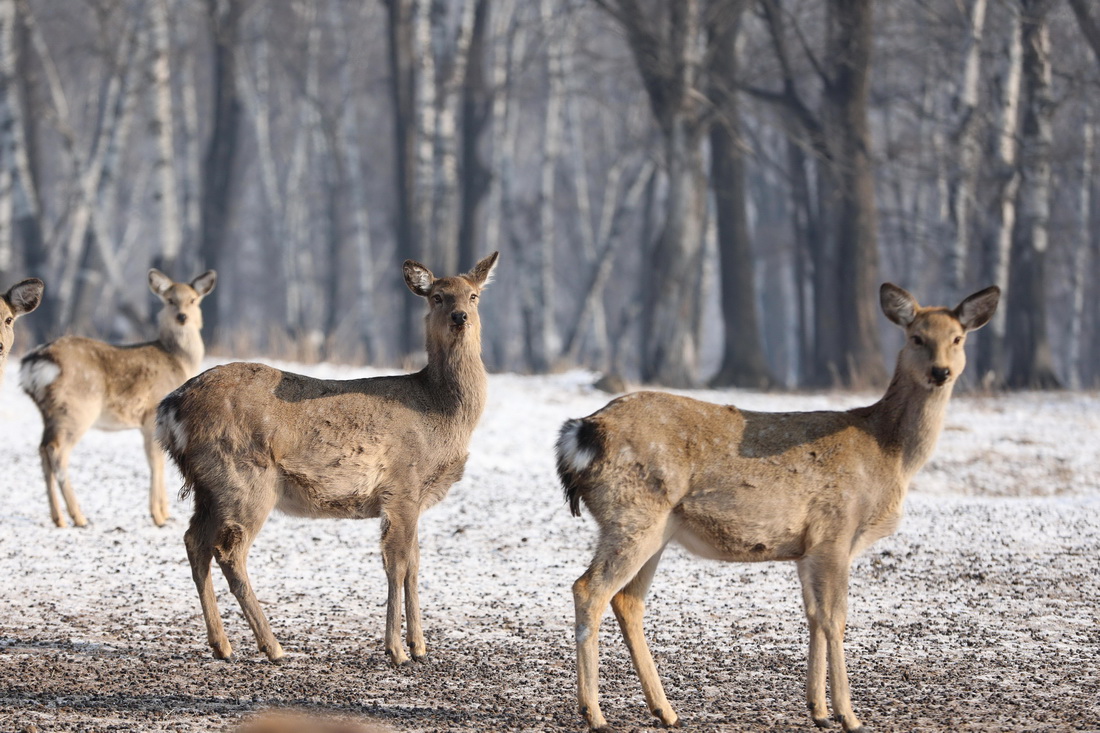 2月4日，一群梅花鹿在中國龍江森林工業集團有限公司平山皇家鹿苑內覓食。
