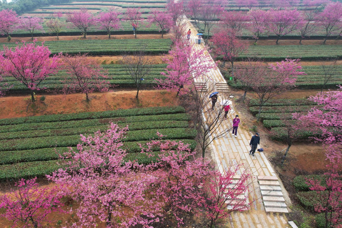 2月4日，在廈門市翔安區妙高山一處生態茶園，游人在觀賞櫻花（無人機照片）。