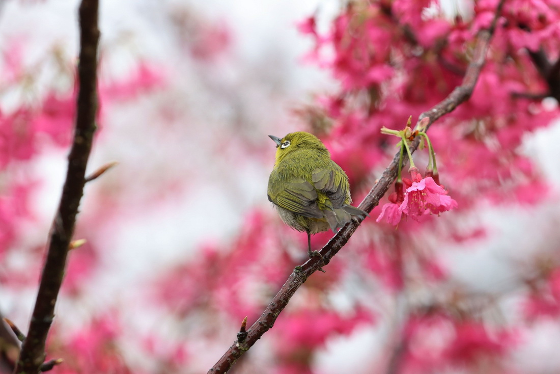 2月4日，在厦门市翔安区妙高山一处生态茶园，一只绣眼鸟在樱花枝头上小憩。