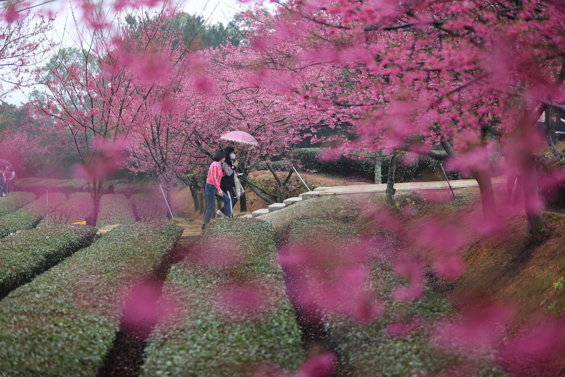2月4日，在廈門市翔安區妙高山一處生態茶園，游人在觀賞櫻花。