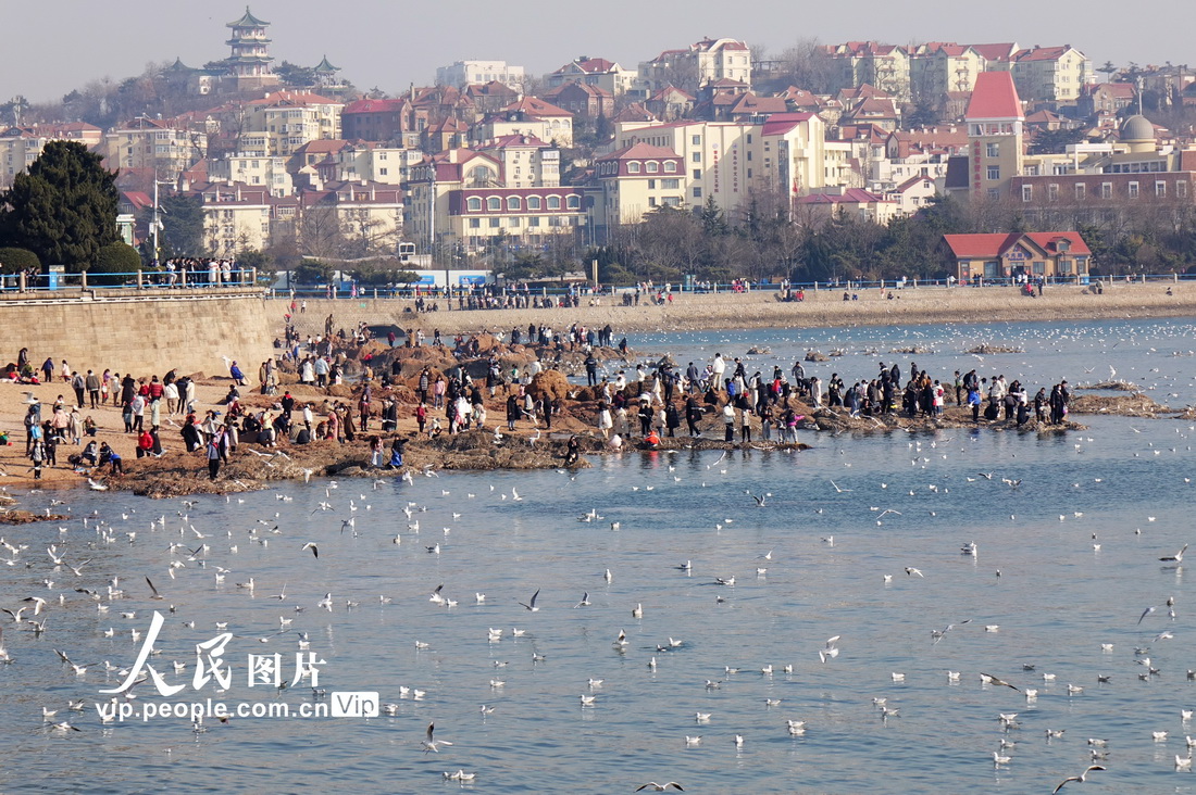 2023年2月4日，山东青岛栈桥海滨，人鸥共处享春光。