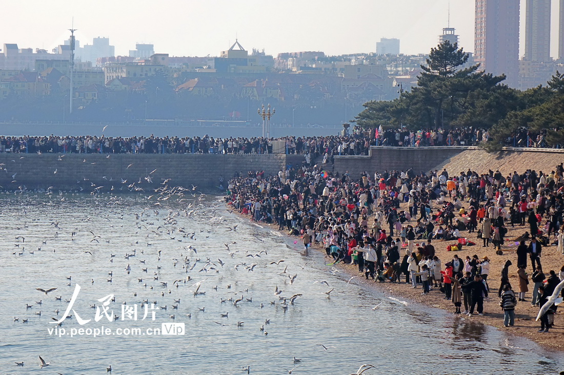 2023年2月4日，山東青島棧橋海濱，人鷗共處享春光。