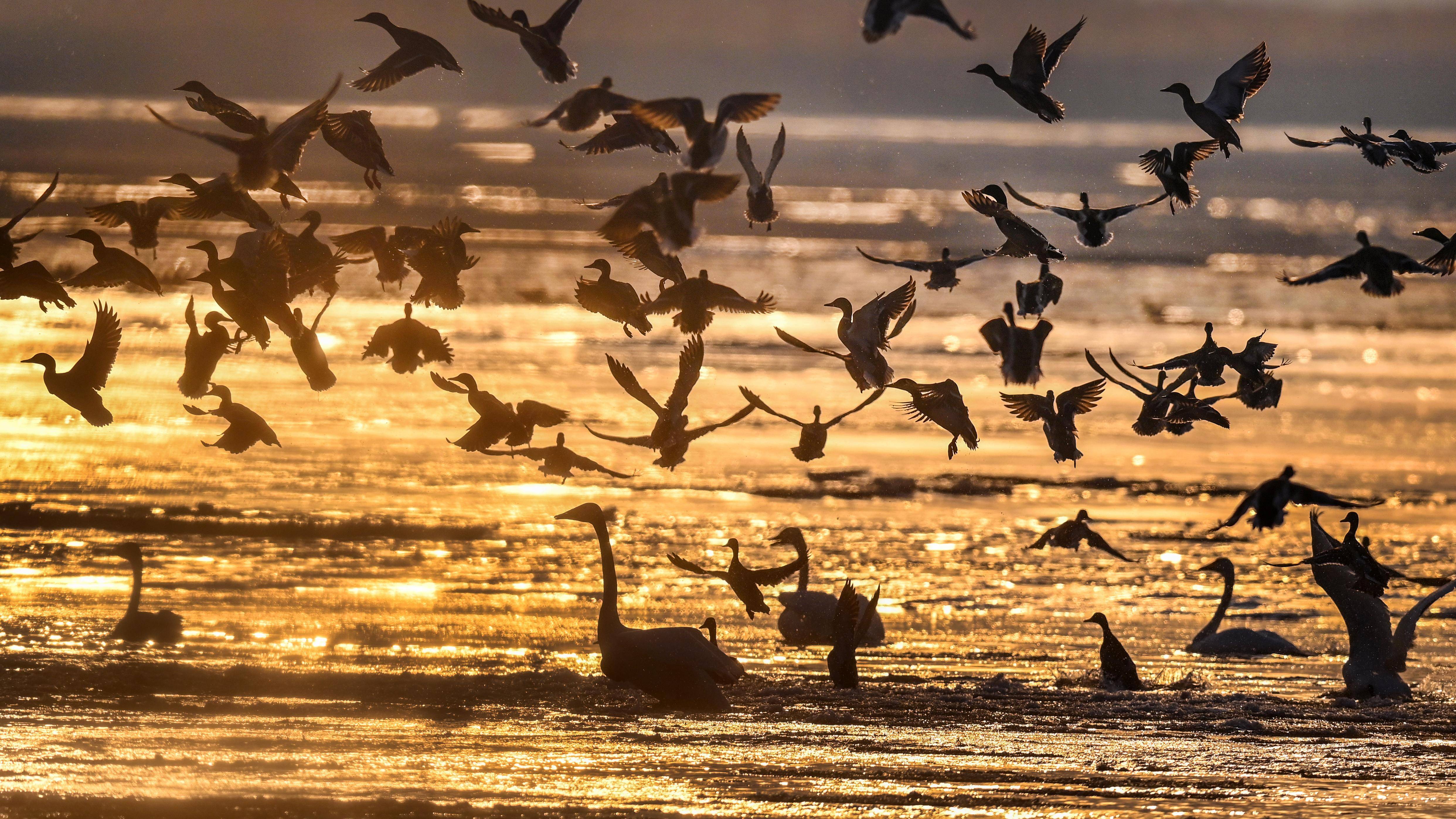2月3日，黄河西岸的合阳黄河湿地自然保护区内，群鸟翔集嬉戏。新华社发（赵晓罡 摄）