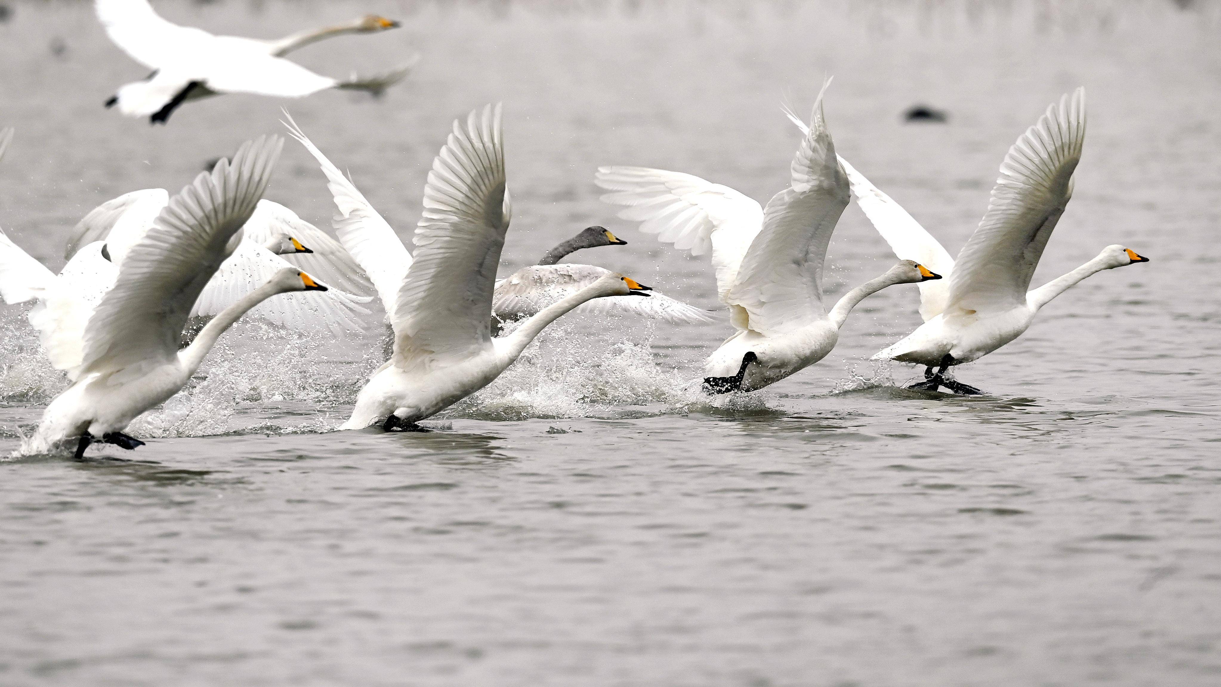 2月2日，黄河西岸的合阳黄河湿地自然保护区内，天鹅展翅飞翔。新华社发（赵晓罡 摄）