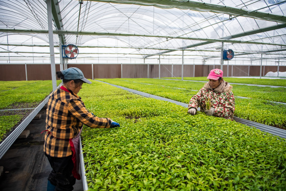 2月8日，在鼎城區國家現代農業產業園一處蔬菜育苗基地，工作人員在清理蔬菜育苗盤中的雜草。新華社記者 陳思汗 攝