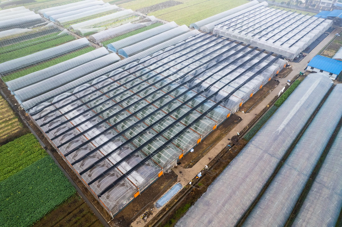 這是2月8日在鼎城區國家現代農業產業園拍攝的一處智能蔬菜育苗基地（無人機照片）。新華社記者 周勉 攝