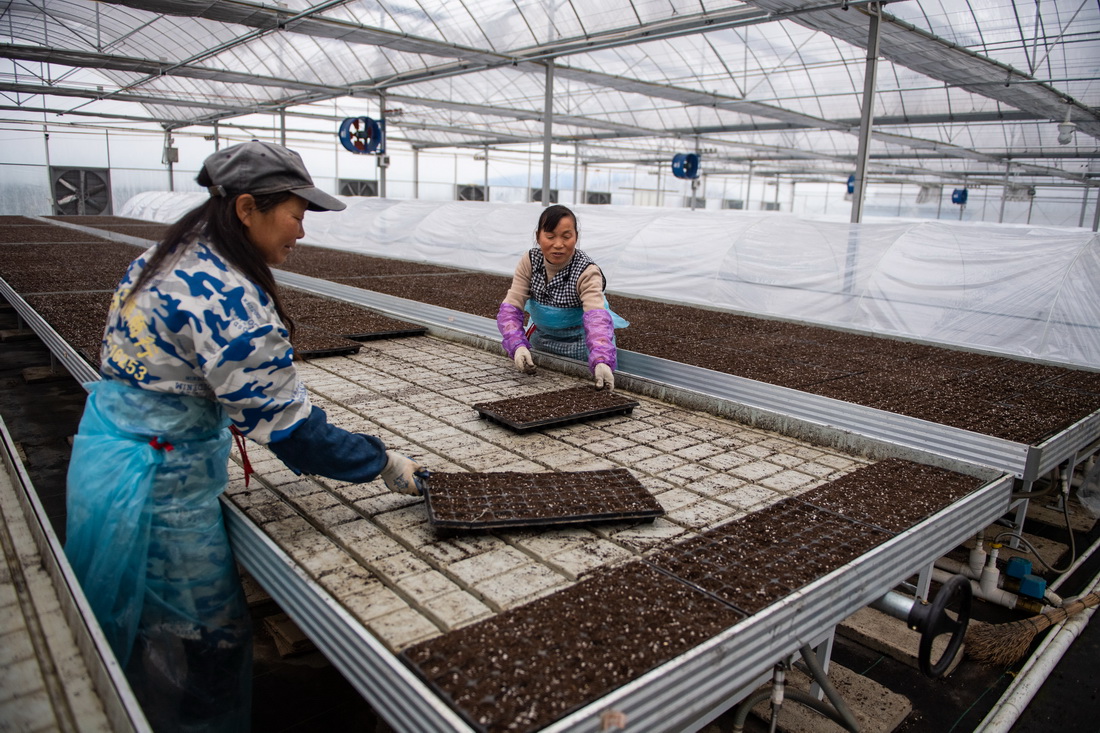 2月8日，在鼎城區國家現代農業產業園一處蔬菜育苗基地，工作人員在擺放蔬菜育苗盤。新華社記者 陳思汗 攝