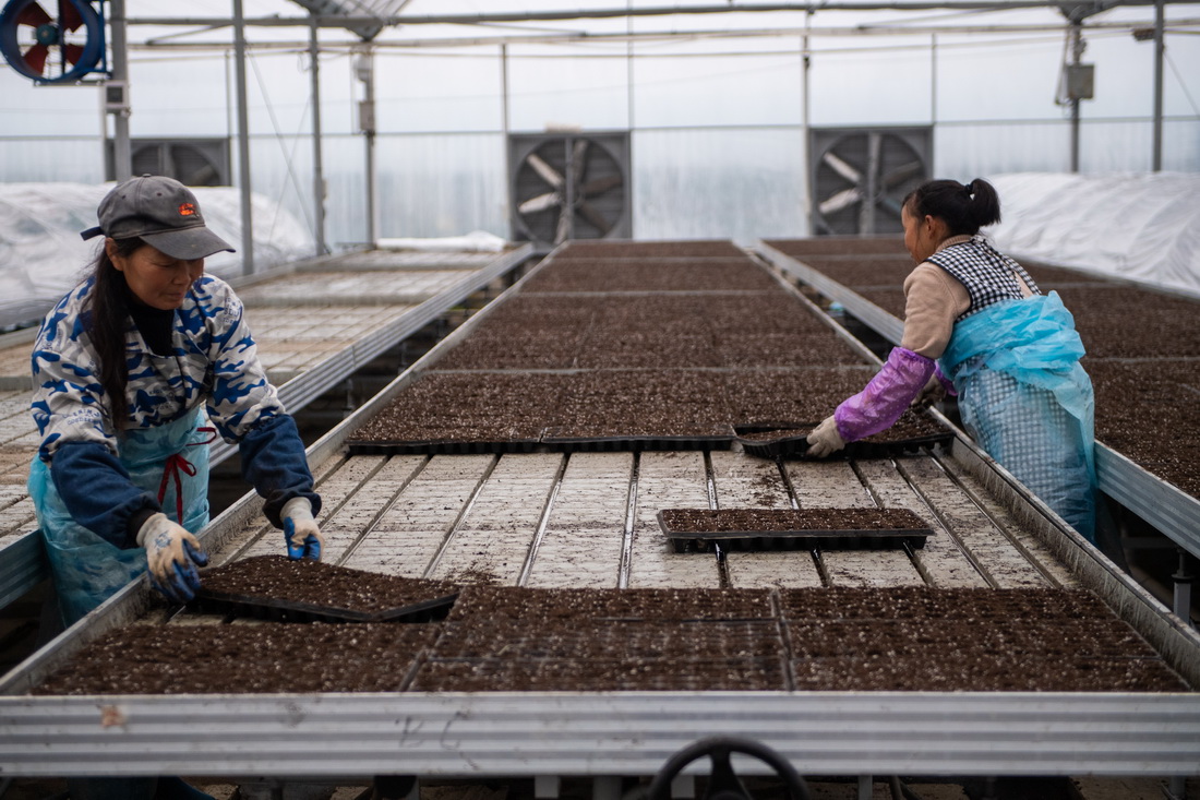2月8日，在鼎城區國家現代農業產業園一處蔬菜育苗基地，工作人員在擺放蔬菜育苗盤。新華社記者 陳思汗 攝