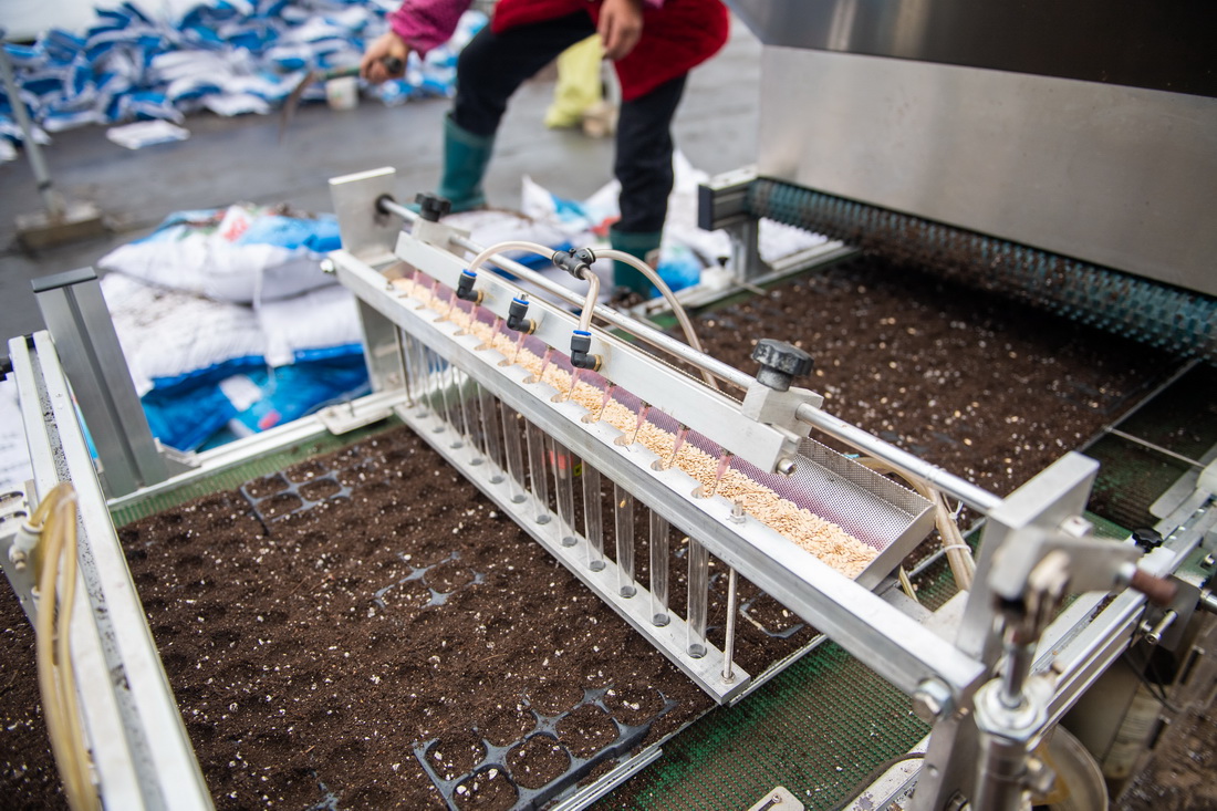 2月8日，在鼎城區國家現代農業產業園一處蔬菜育苗基地，一台全自動播種機在作業。新華社記者 陳思汗 攝