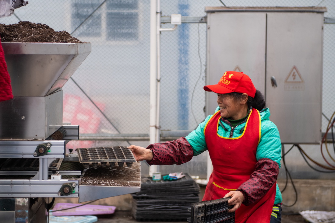 2月8日，在鼎城區國家現代農業產業園一處蔬菜育苗基地，工作人員在操作全自動播種機。新華社記者 陳思汗 攝
