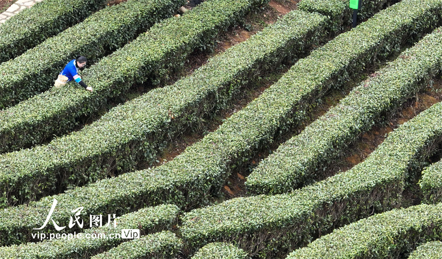 2月9日，在廣西柳州市三江侗族自治縣古宜鎮光輝村馬灣茶場，群眾在茶園裡採摘春茶。