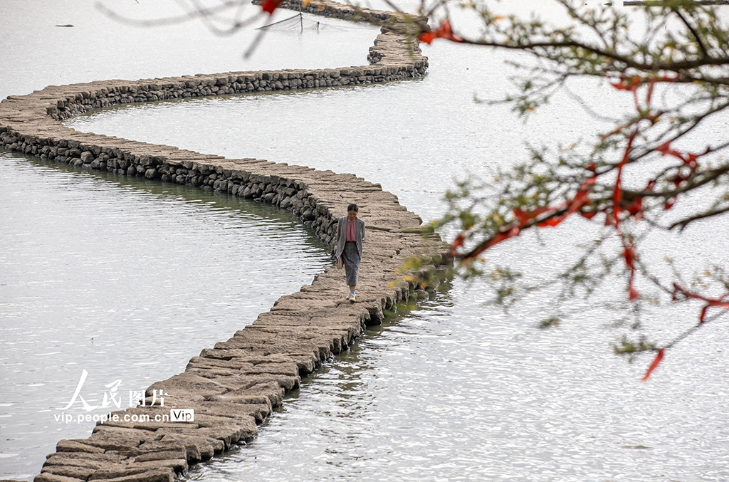 海南海口：500年“蛇橋”露真容